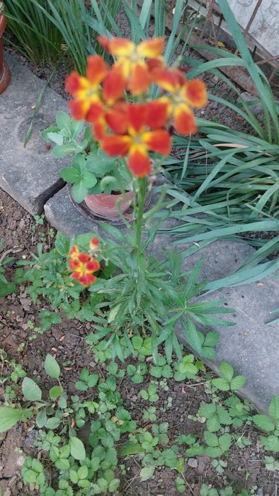 Продаётся  саженцы