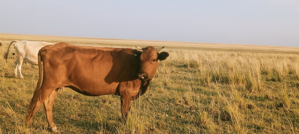 Продам коров по 350