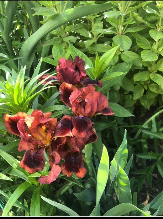 Красивые цветы для вашего сада