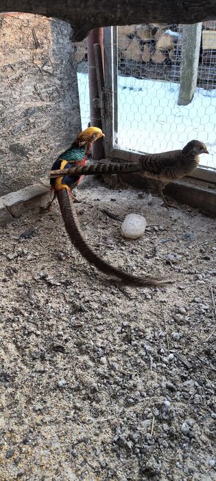 Vând o pereche de fazani