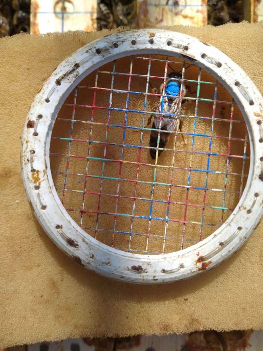 Vand 10 familii de albine