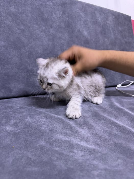 Скотч спрайт мальчик 2 месяц