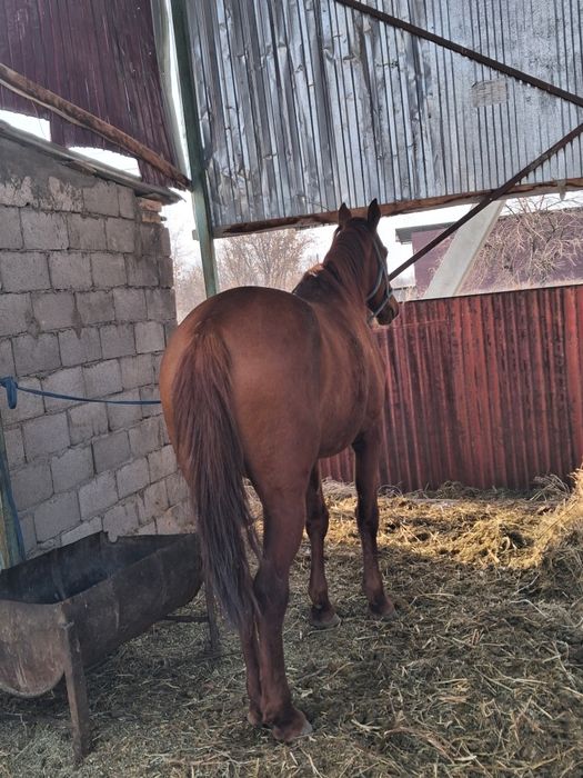 Ағылшын Айғыр ...