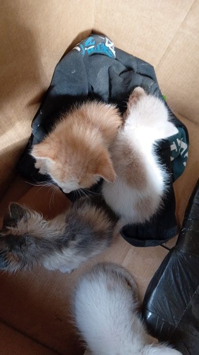 Котята, найденыши