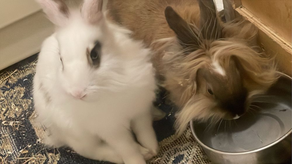 Vand 2 iepurasi cap de leu