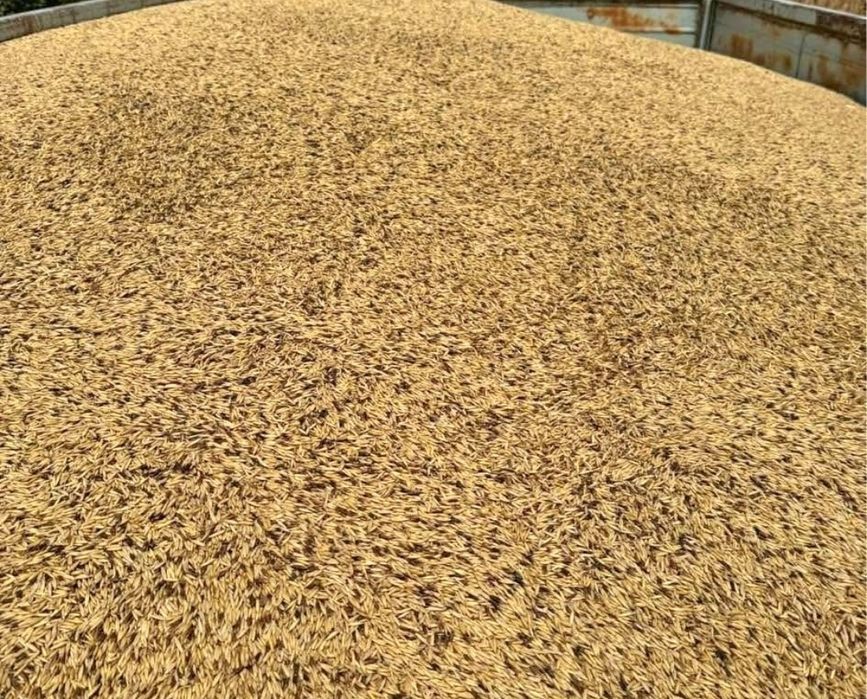 Vând ovăz de sămânță atât de consum