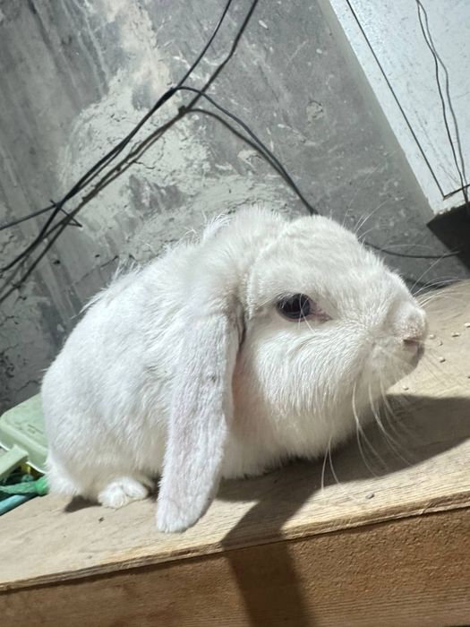 Fransuzkiy baran karlik Quyonlari sotiladi