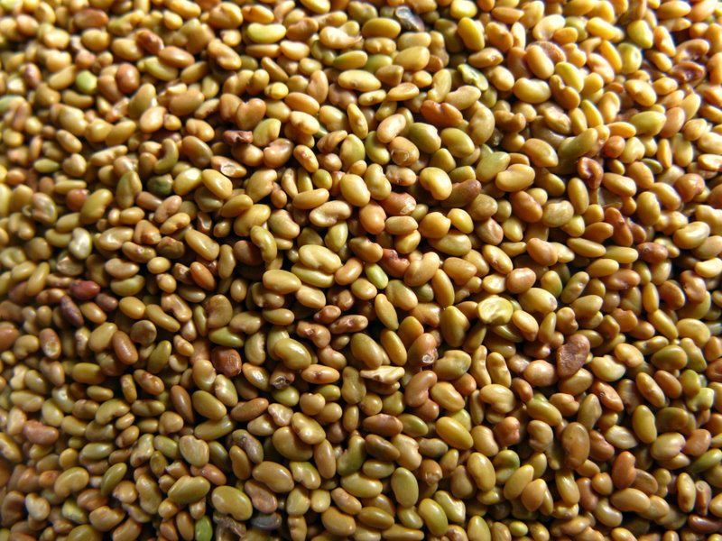 Клевер декоративный.Люцерна.Семена