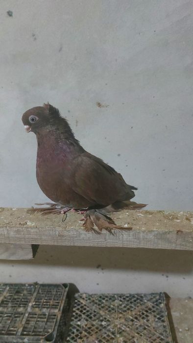Голуби  Кептер  красный чубатый