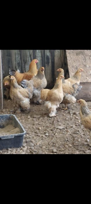 Găini Brahma columbia - TINERET