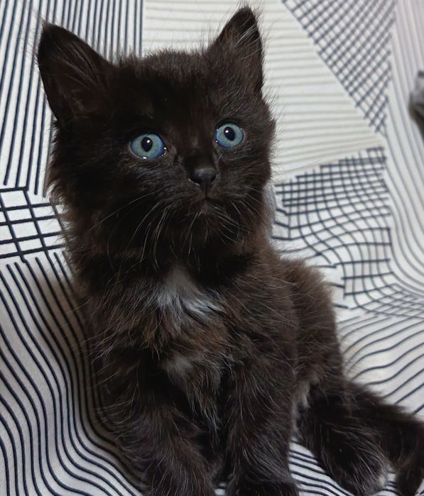 2 котёнка мальчик, девочка