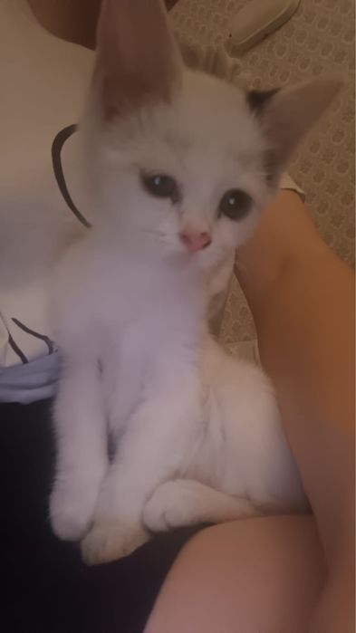 Котенок беленький