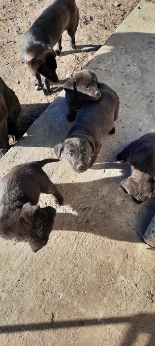 Donez pufosenii de labrador