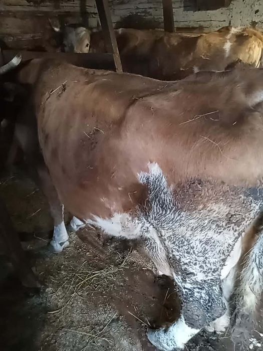 Vacă Bălțată Românească cu vițea metis de charolaise