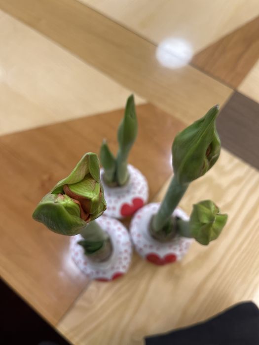 Цветок к 8 марта