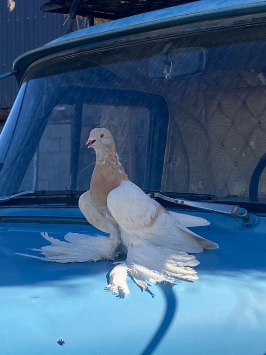 На продажу голуби хорошие молодые