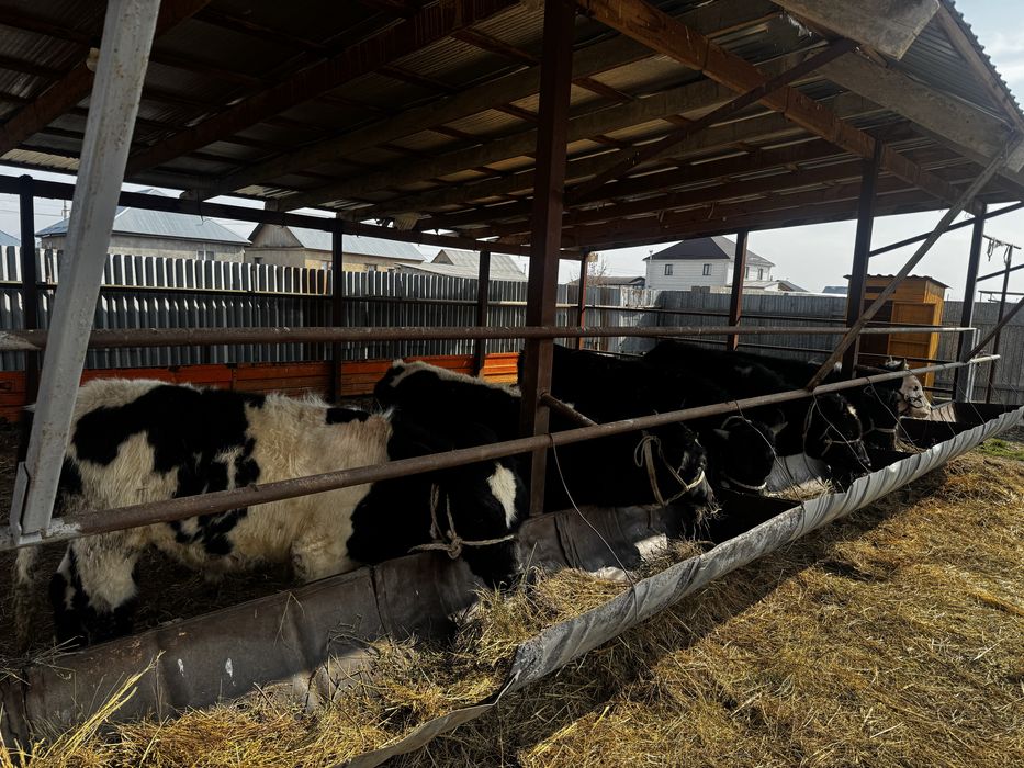 Бычкий продаетсяя