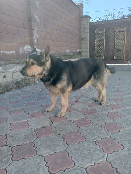 Хороший мальчик ищет дом!