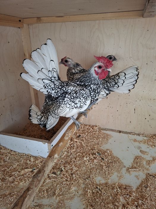 Сибрайт тухумларига заказ оламиз