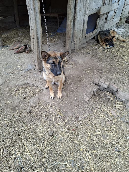 Vand caine ciobanesc german 6 luni