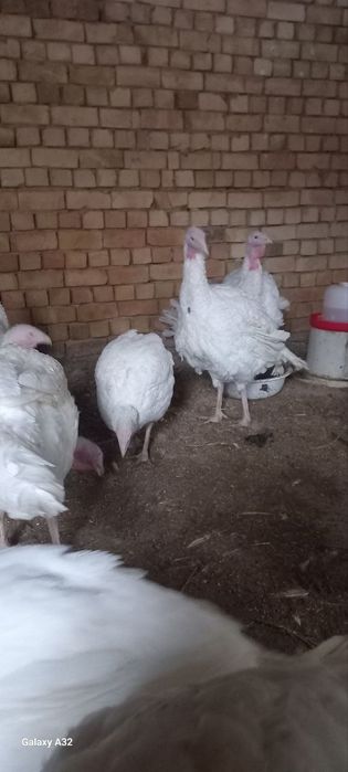 Big 6 kurkalari sotiladi