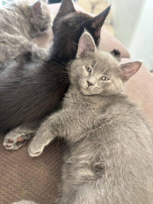 Отдам котят в добрые руки