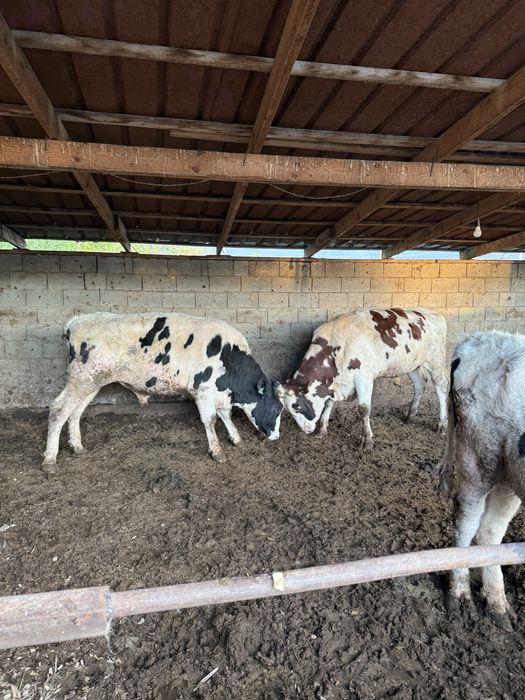 В Продаже бычки Откорм