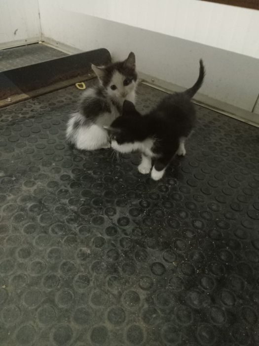 Отдаем котят в добрые руки