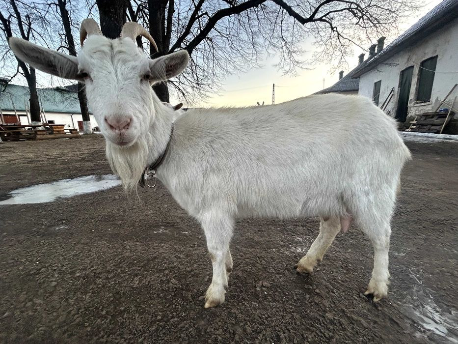 Capră rasa  Saanen