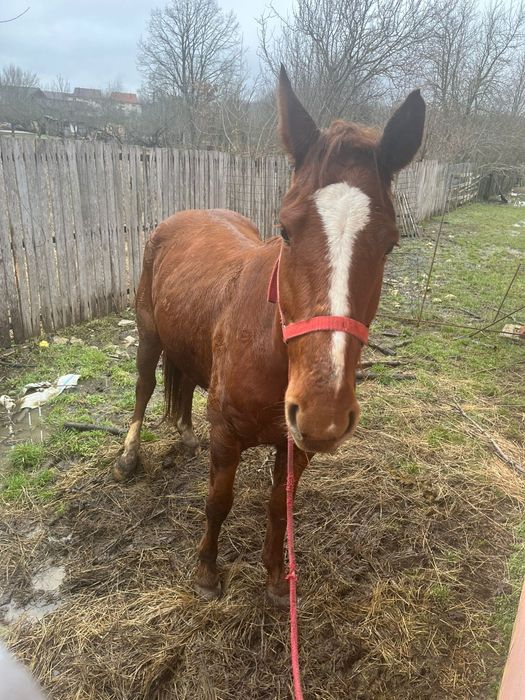 Vînd iapă foarte cuminte de 4 ani pe 5 or ce probă