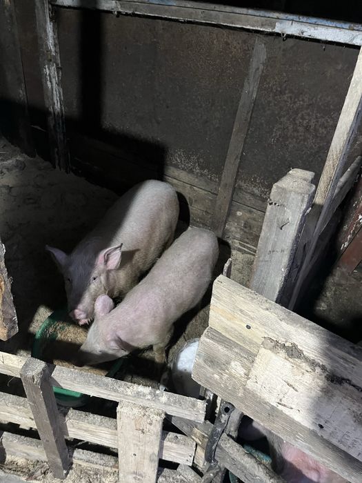 Продам свиней комплектом