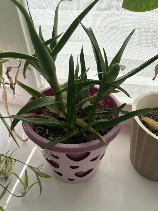 Лечебное алое домашнее