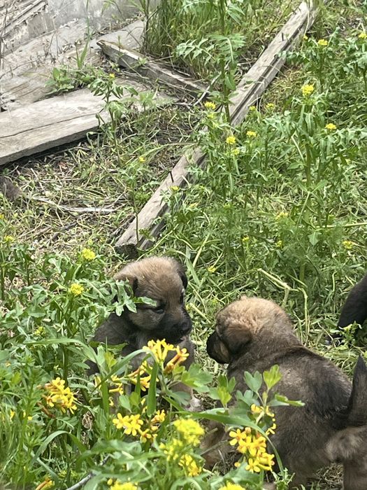 Щенята красивыее