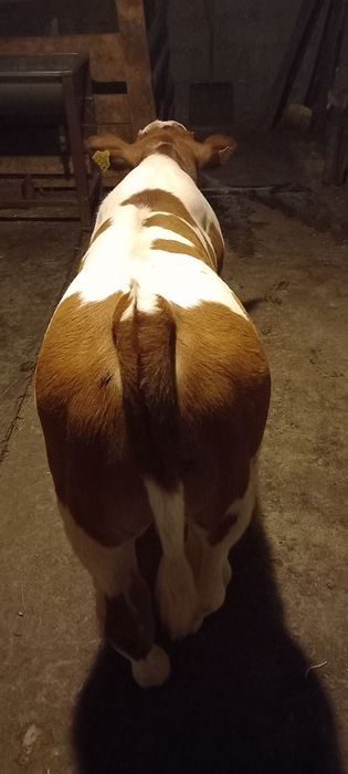 Vând vițel de rasă Bălțată Românească Vârsta 6 luni.