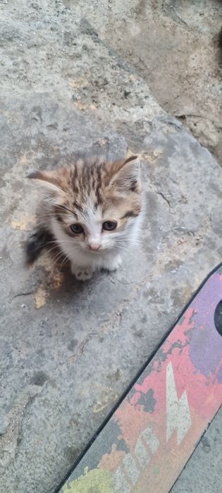 Котята 3 котика 1 кошачка