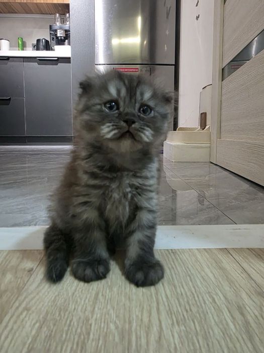 Продаются котенки