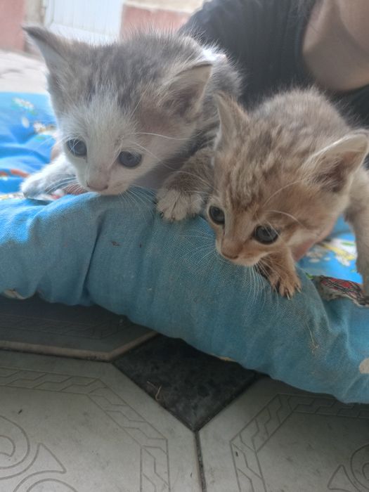 Продаются котята.