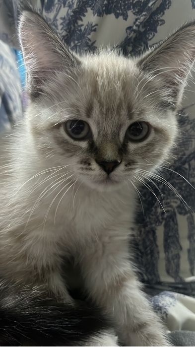 Отдам котенка девочку 3 месяца