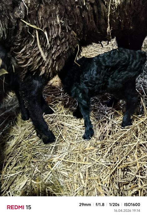 Продам овцу с ягненком