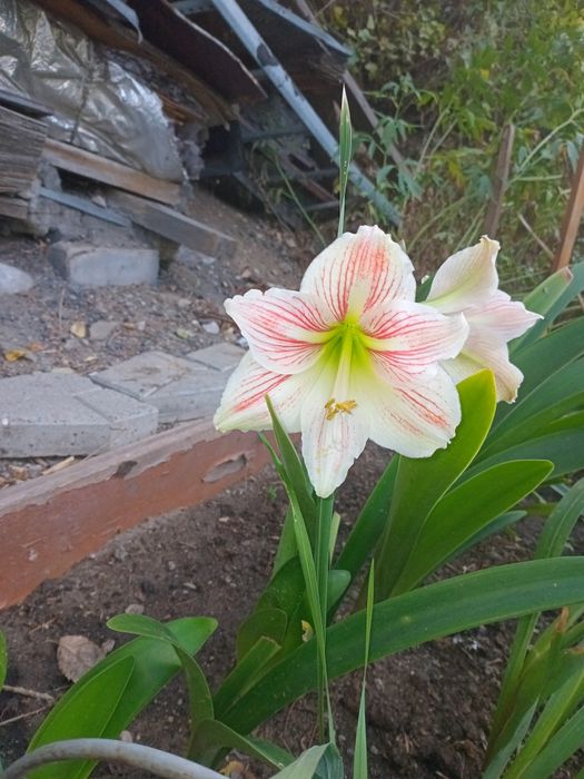 Амарилис красный и белый