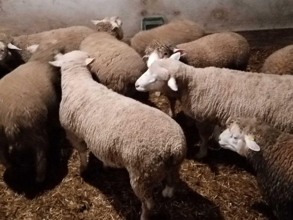 Oi Île de France de carne pentru sacrificat /taiat