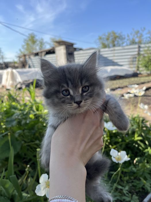 Отдам котят в хорошие руки