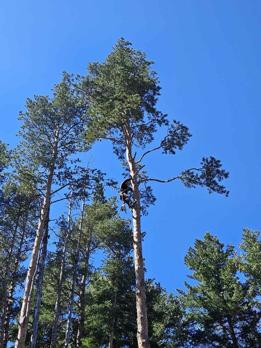 Рязане на опасни дървета в близост до сгради жици и други