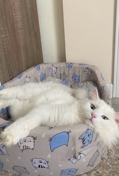 Отдам кота БЕСПЛАТНО