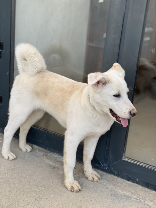 Продается собака