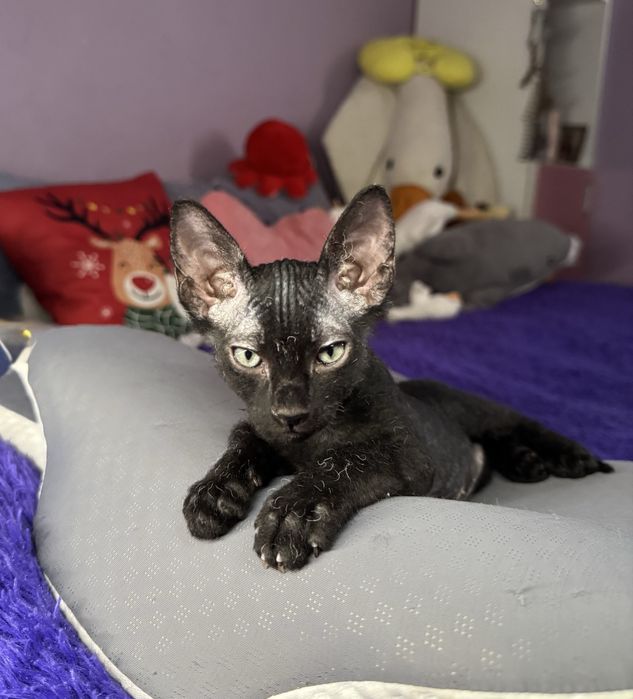 Котенок сфинкс браш