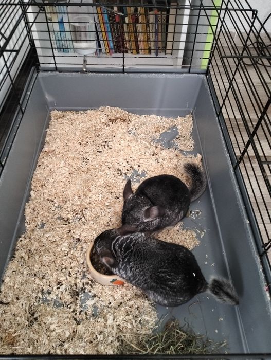 Vând 2 șinșile +cușcă