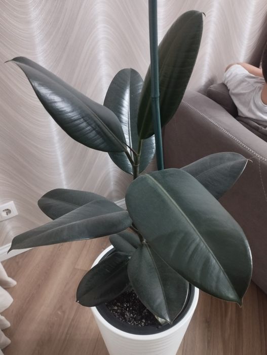 Фикус каучуконосный продам