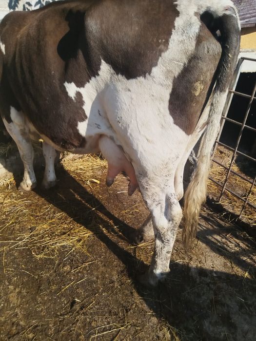 Disponibili taur si vaci
