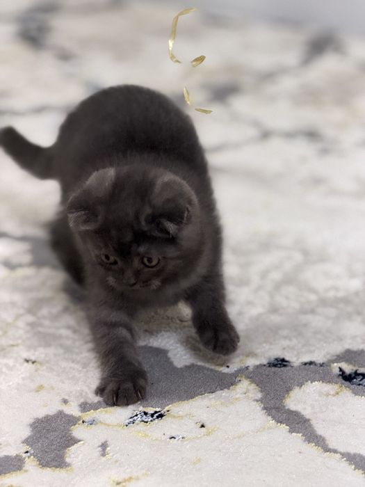 Скоттиш Фолд     .